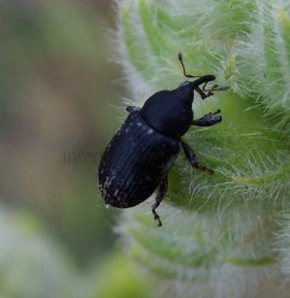 Melanobaris laticollis-3