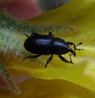 Melanobaris laticollis -1