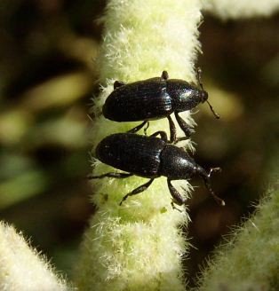 Melanobaris morio