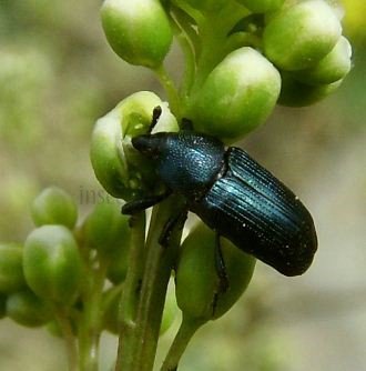 Melanobaris sinapis -1