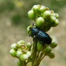 Melanobaris sinapis -2