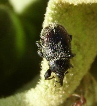 Miarus campanulae