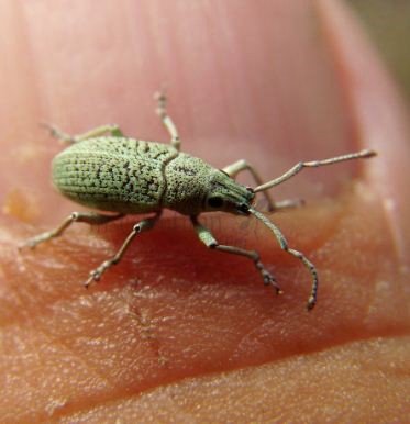 Myllocerus posti -3