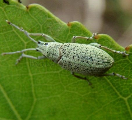 Myllocerus posti -4