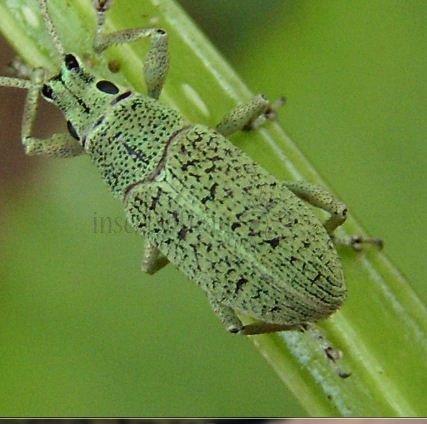  Myllocerus posti -7