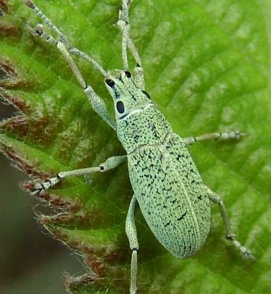  Myllocerus posti 