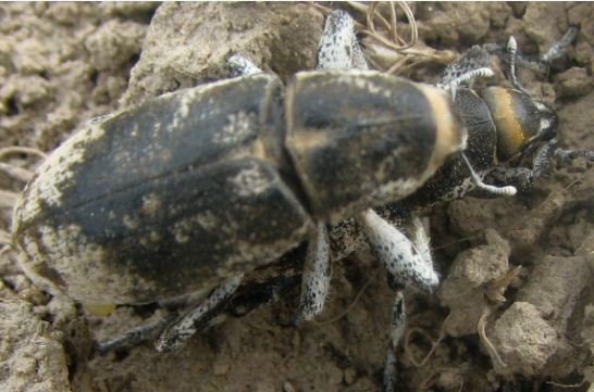Pseudocleonus  sp-1