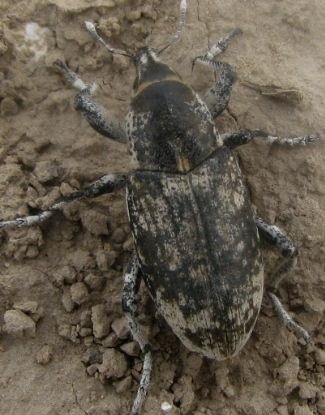 Pseudocleonus sp-2