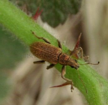 Sitona lineatus -1
