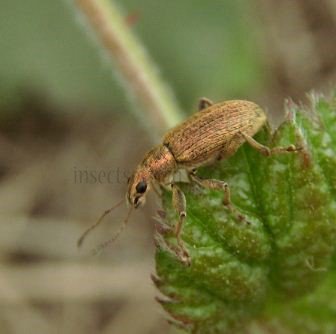Sitona lineatus-3