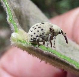 Cionus hortulanus -2