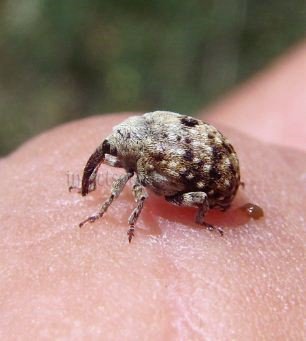 Cionus hortulanus -4
