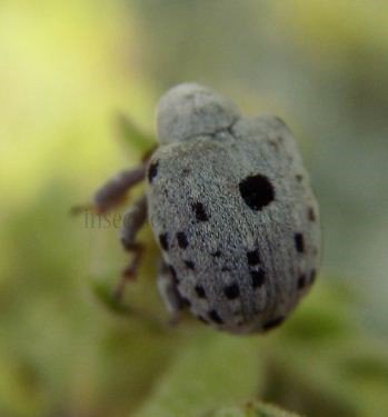 Cionus hortulanus -6