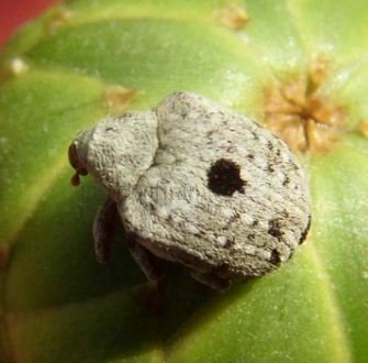 Cionus olens
