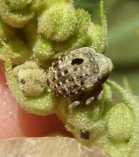 Cionus scrophulariae -1