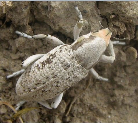 Conorhynchus pistor