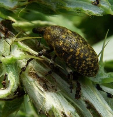 Curculionidae-3