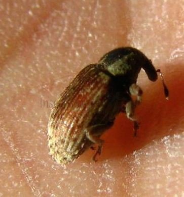 Dorytomus sp -1
