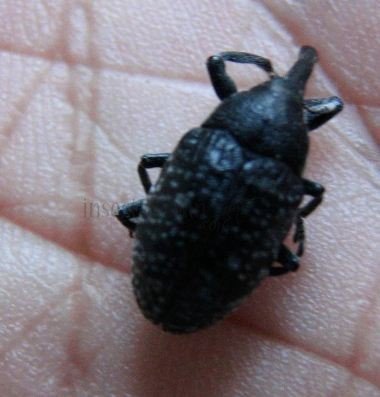 Larinus  alpes