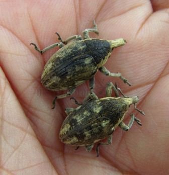 larinus flavescens-2
