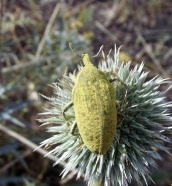 Larinus latus -2