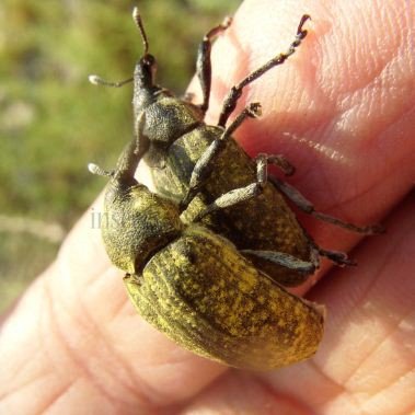 Larinus latus -3