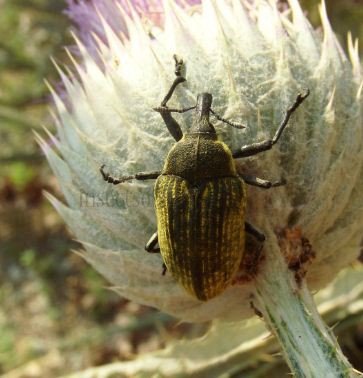 Larinus latus-5