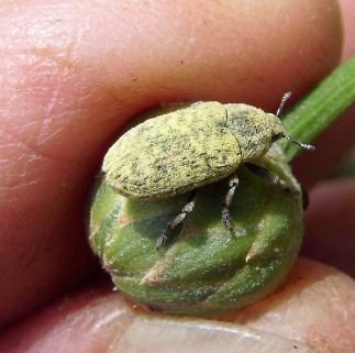 Larinus minutus -2