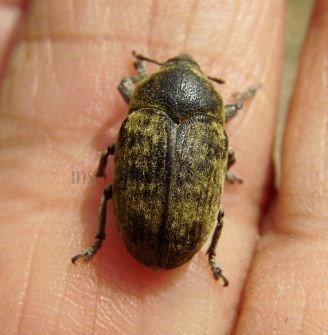 Larinus obtusus -1