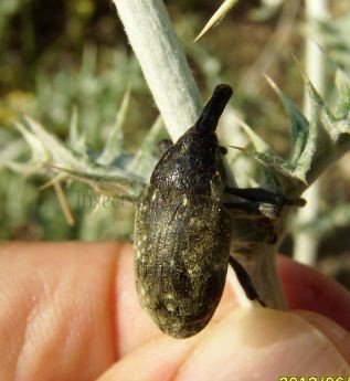 Larinus obtusus -2