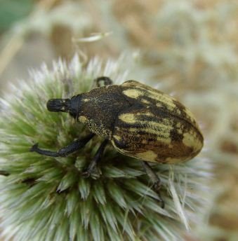 Larinus onopordi -1