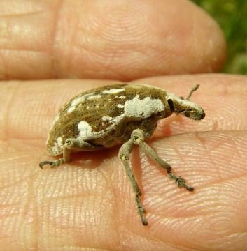 Larinus onopordi -4