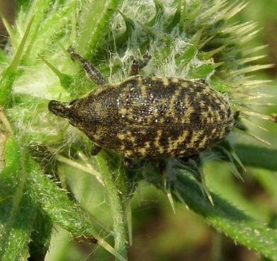 Larinus planus