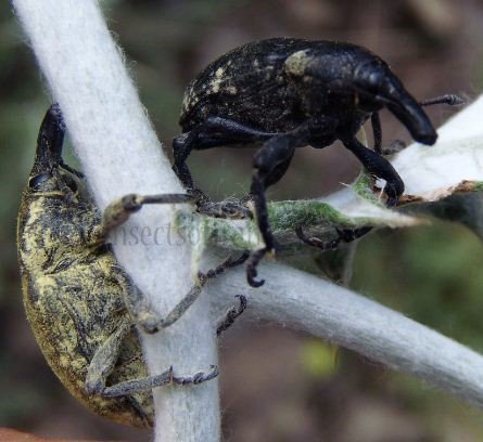 Larinus sturnus -1