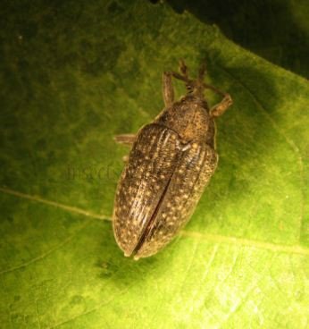 Larinus turbinatus -1
