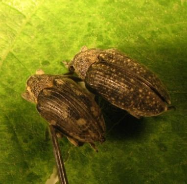 Larinus turbinatus -2