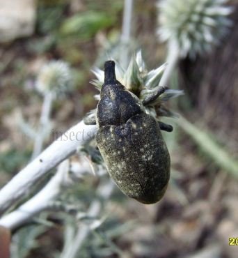 Larinus vulpes-2