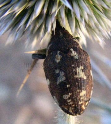 Leucosomus sp