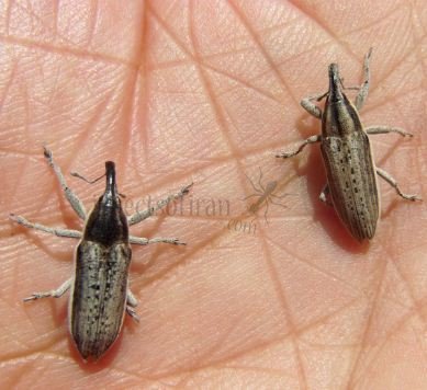 Lixus albomarginatus -2