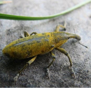 Lixus angustatus 1