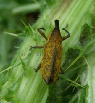 Lixus angustatus-2
