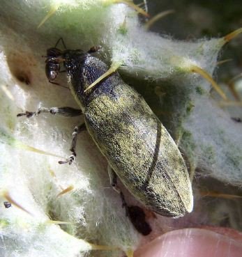 Lixus bardanae -1