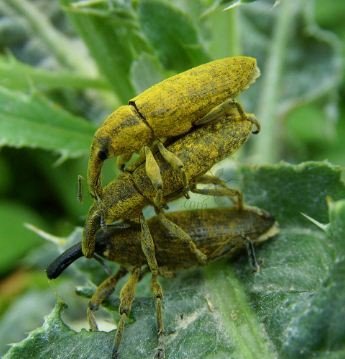 Lixus bardanae -2