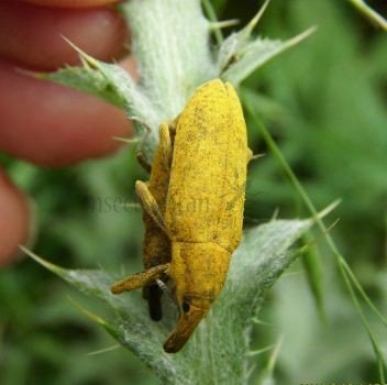 Lixus bardanae -4