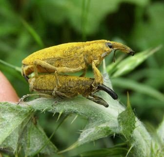 Lixus bardanae -5