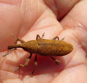 Lixus bardanae -6