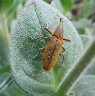Lixus incanescens