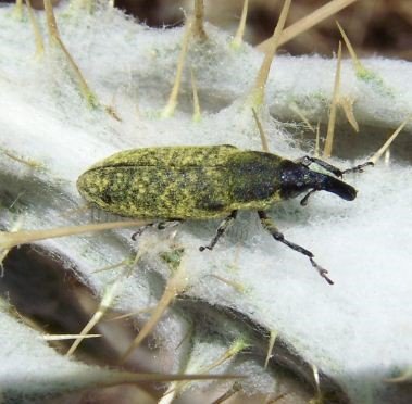 Lixus pulverulentus -1