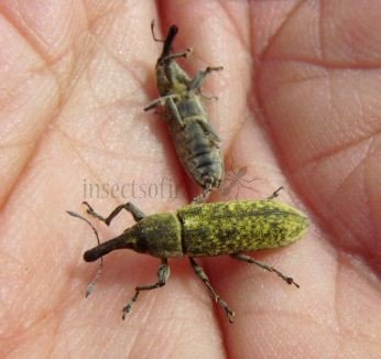 Lixus pulverulentus -2