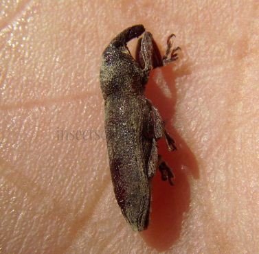 Lixus sp -1